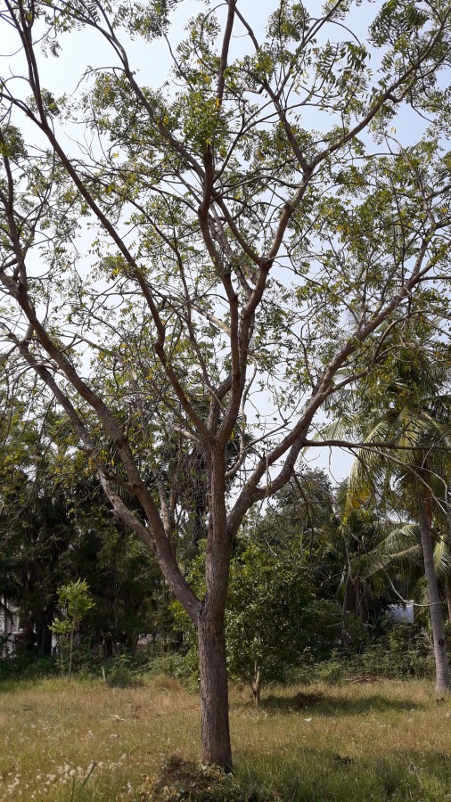Neem_tree
