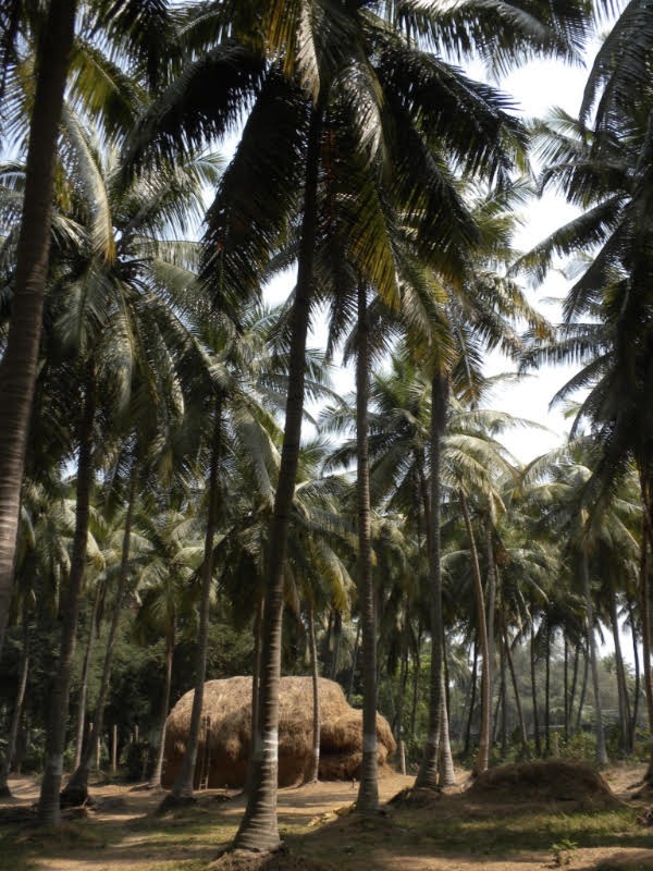 Neem tree